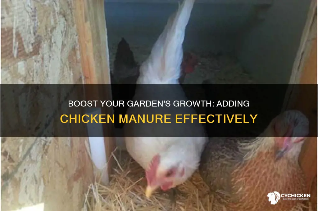 how to add chicken manure to garden
