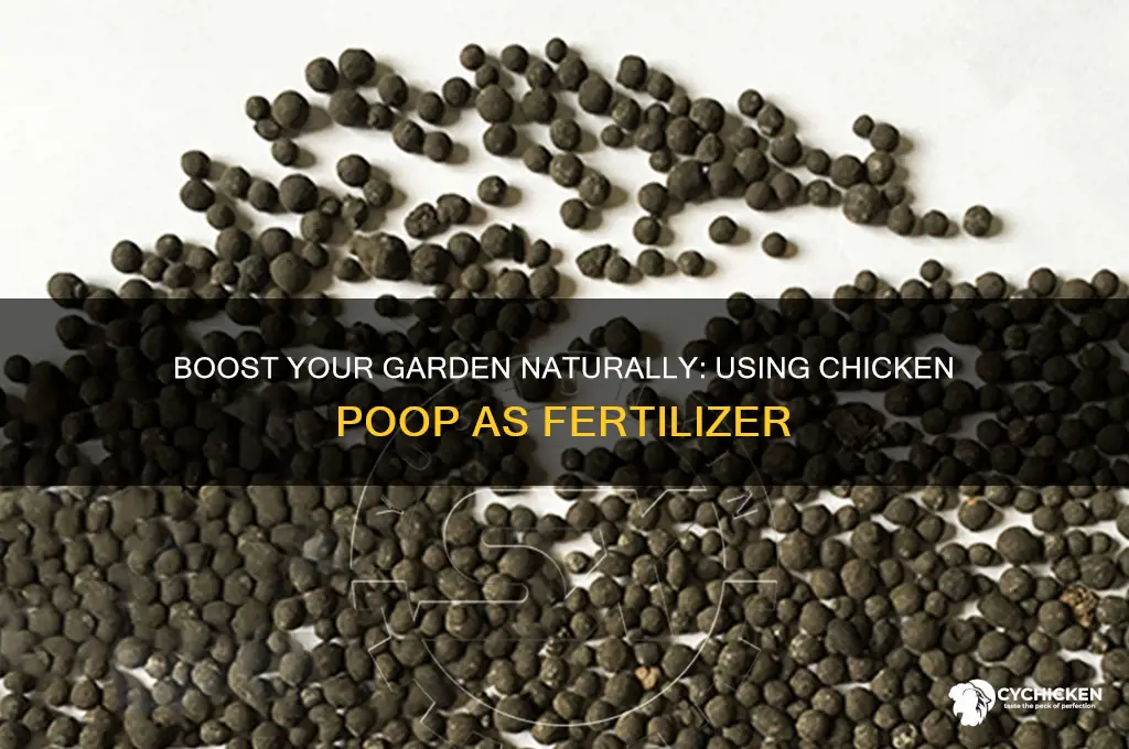 how to add chicken poop to garden