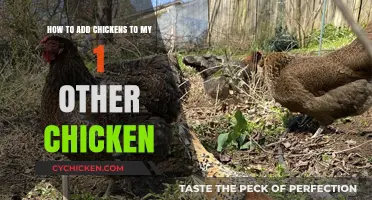 A Guide to Introducing New Chickens to Your Flock