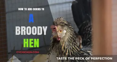 Broody Hen Care: Adding Chicks to the Brood