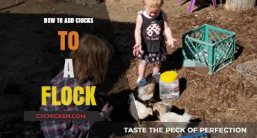 Integrating New Chicks: Tips for Smoothly Adding to Your Flock