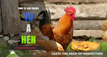Integrating Chicks into Your Flock: A Step-by-Step Guide for Hen Owners