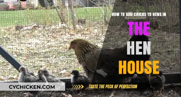 Introducing Chicks to Your Hen House