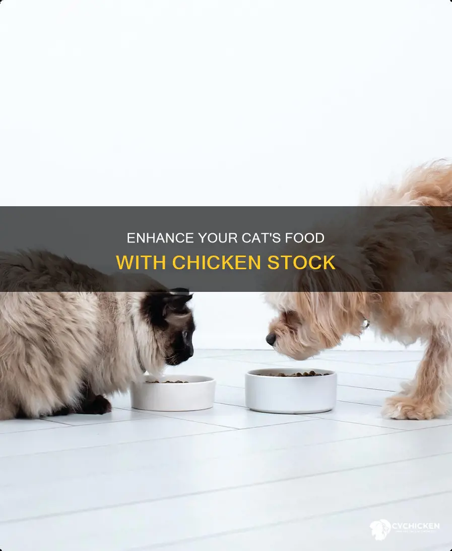 how to add some homemade chicken stock in cat food