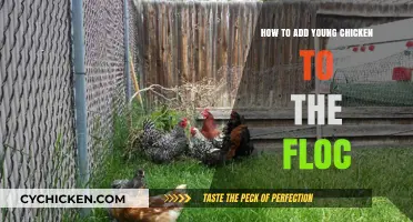Integrating Young Chickens into an Existing Flock