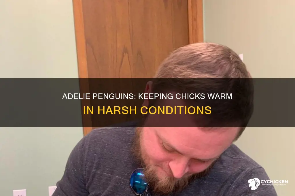 how to adelie penguins keep their chicks warm