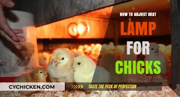 Perfect Brooding: Adjusting Heat Lamps for Healthy, Happy Chicks