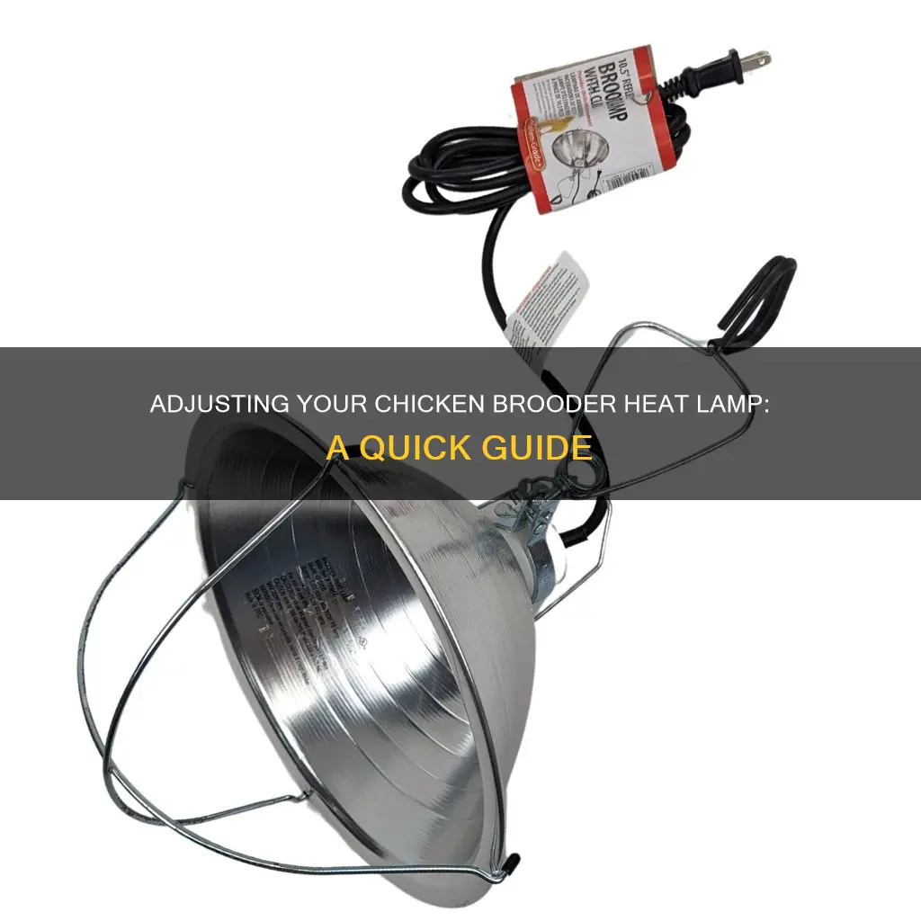 how to adjust heat of chicken brooder heat lamp