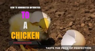 Effective Antibiotic Administration for Chickens: A Step-by-Step Guide