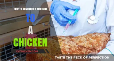 Effective Tips for Safely Administering Medicine to Your Chickens