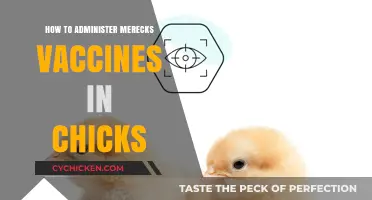 Effective Merial Vaccine Administration Guide for Healthy Chickens