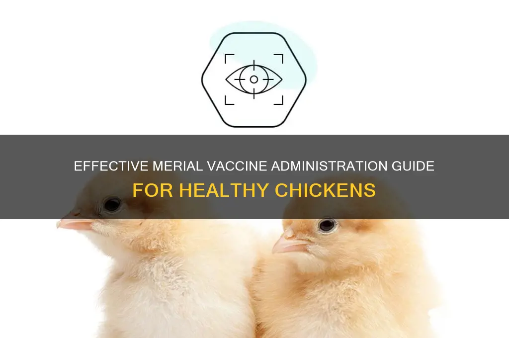 how to administer merecks vaccines in chicks