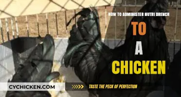 Administering Nutri-Drench to Chickens: An Easy Guide