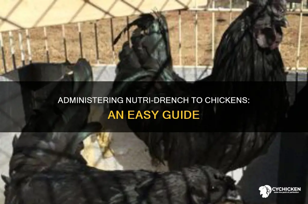how to administer nutri drench to a chicken