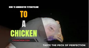 Administering Tetracycline to Chickens: A Step-by-Step Guide for Poultry Owners