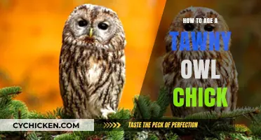Identifying Tawny Owl Chick Age: A Comprehensive Guide for Bird Enthusiasts