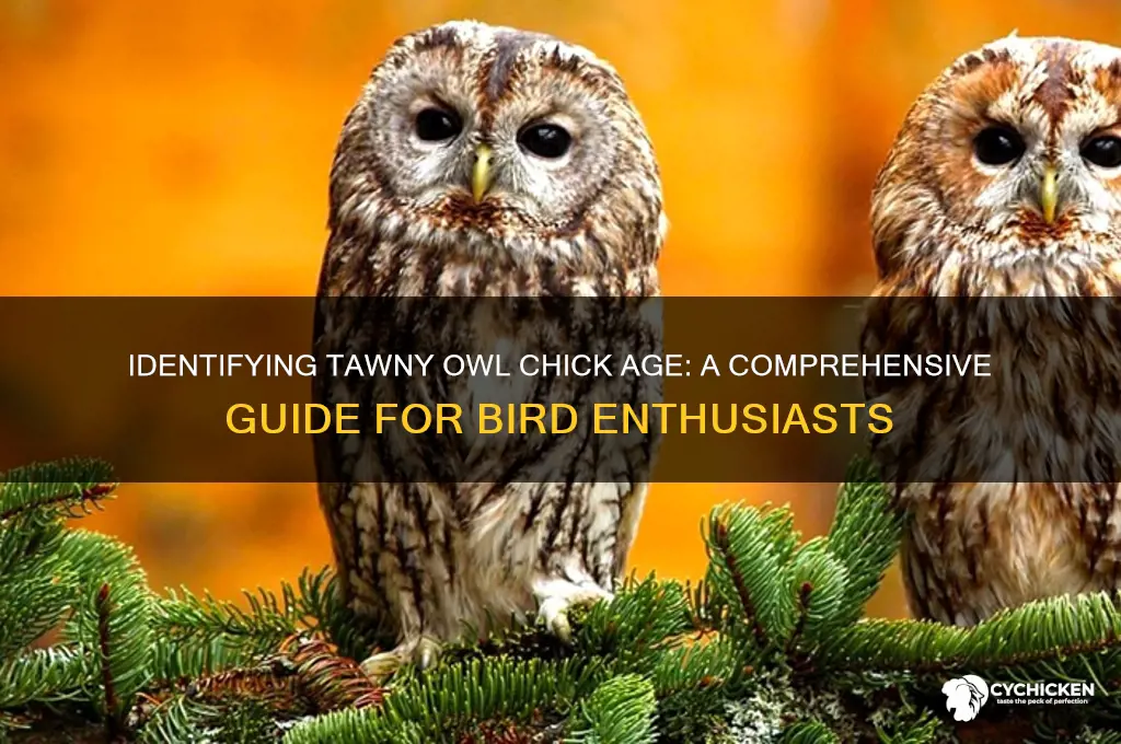how to age a tawny owl chick