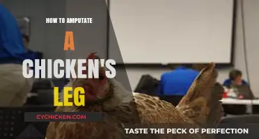 Safe and Humane Chicken Leg Amputation: A Step-by-Step Guide