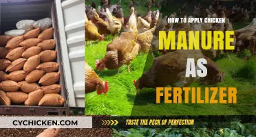 Effective Chicken Manure Fertilizer Application Tips for Healthy Gardens