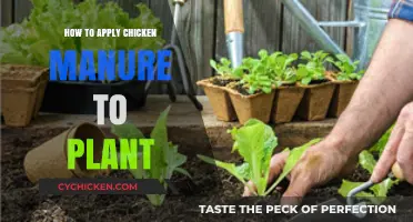 Boost Plant Growth: Effective Chicken Manure Application Tips and Techniques