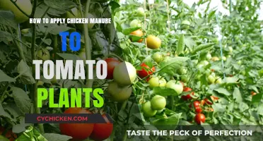 Chicken Manure for Tomatoes: Application Techniques