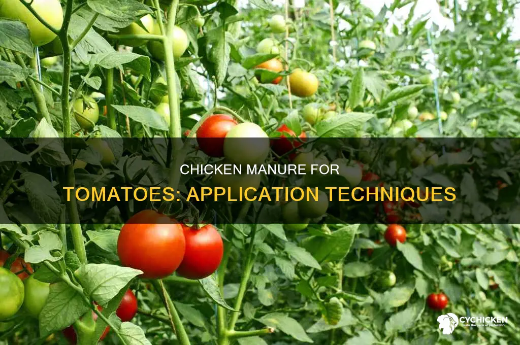 how to apply chicken manure to tomato plants