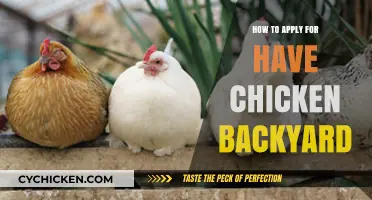 Backyard Chicken Basics: A Step-by-Step Guide to Applying for Your Flock