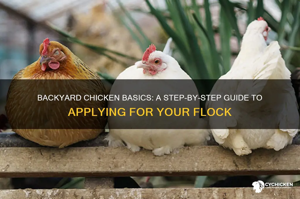 how to apply for have chicken backyard