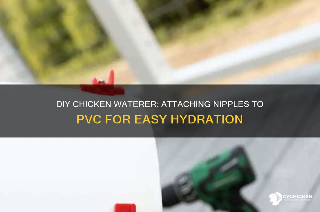 how to attach chicken nipples to pvc