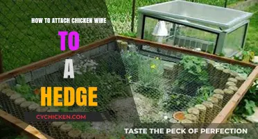 Attaching Chicken Wire to a Hedge: Best Practices
