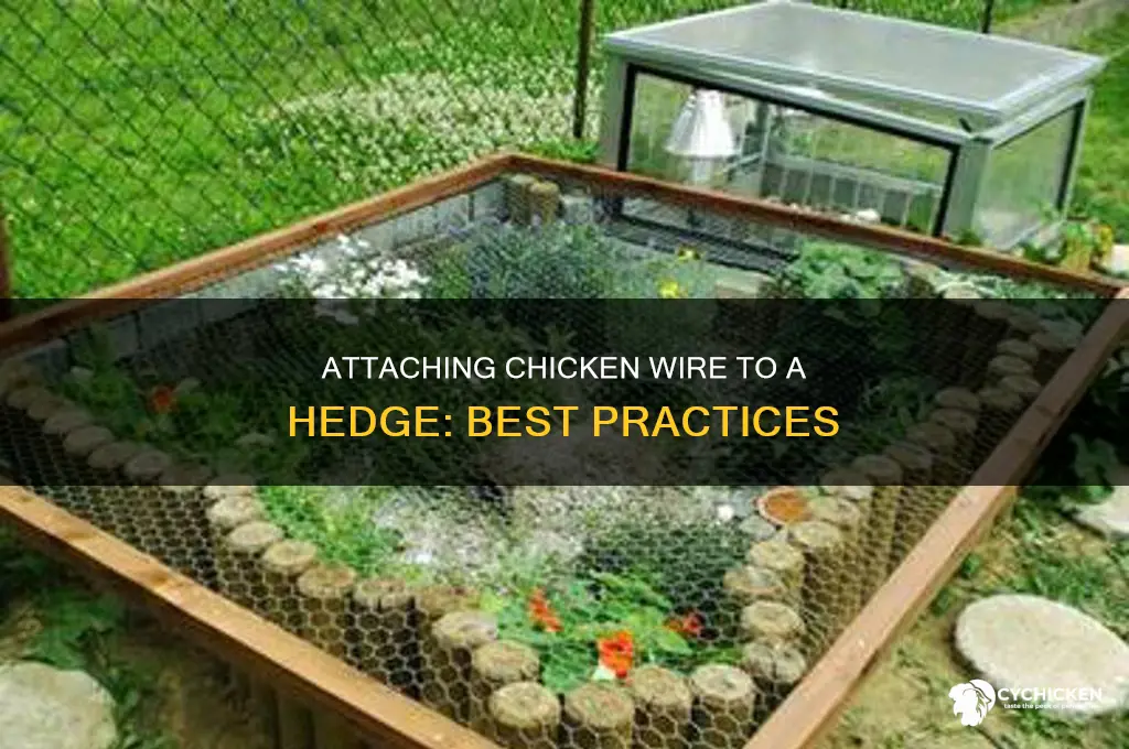 how to attach chicken wire to a hedge