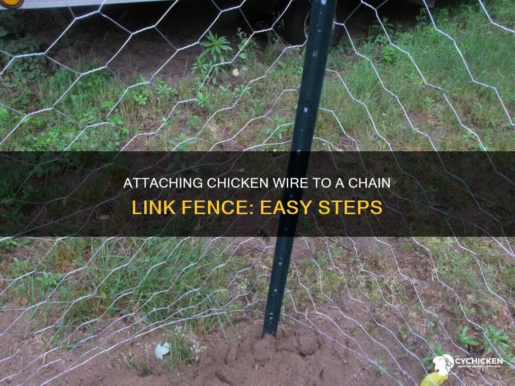 how to attach chicken wire to chain link fence