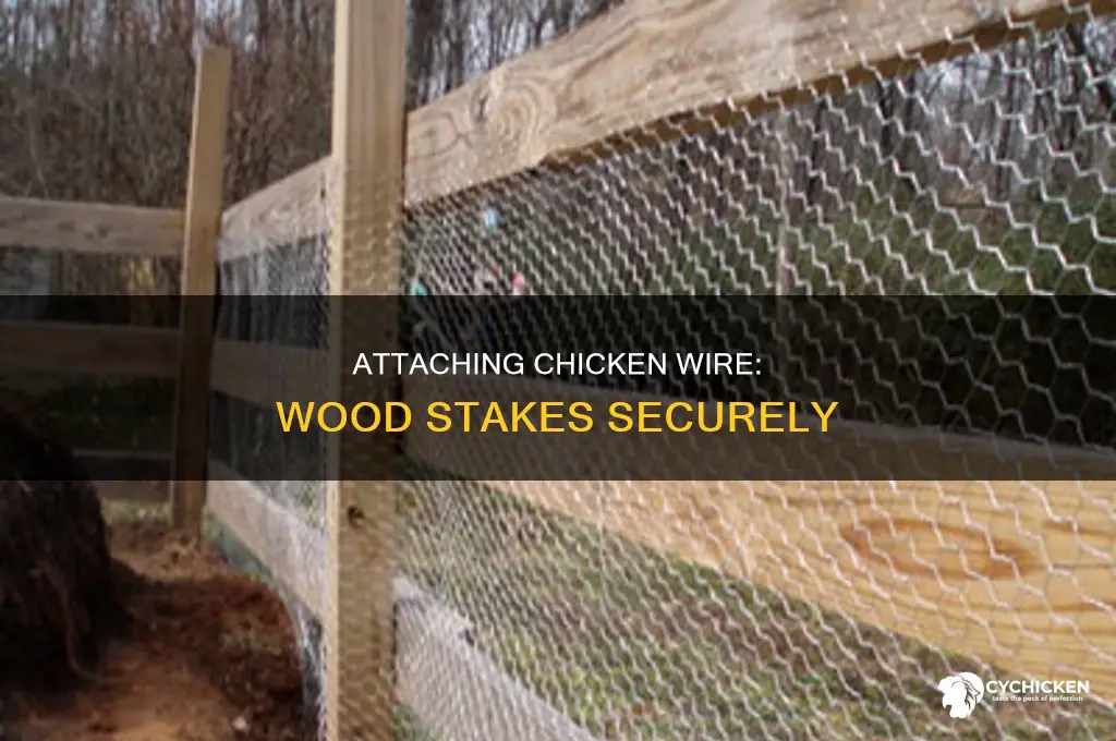 how to attach chicken wire to wood stakes