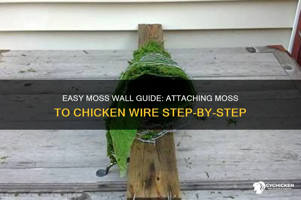 how to attach moss to chicken wire