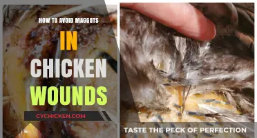Preventing Maggots in Chicken Wounds: Effective Care and Treatment Tips