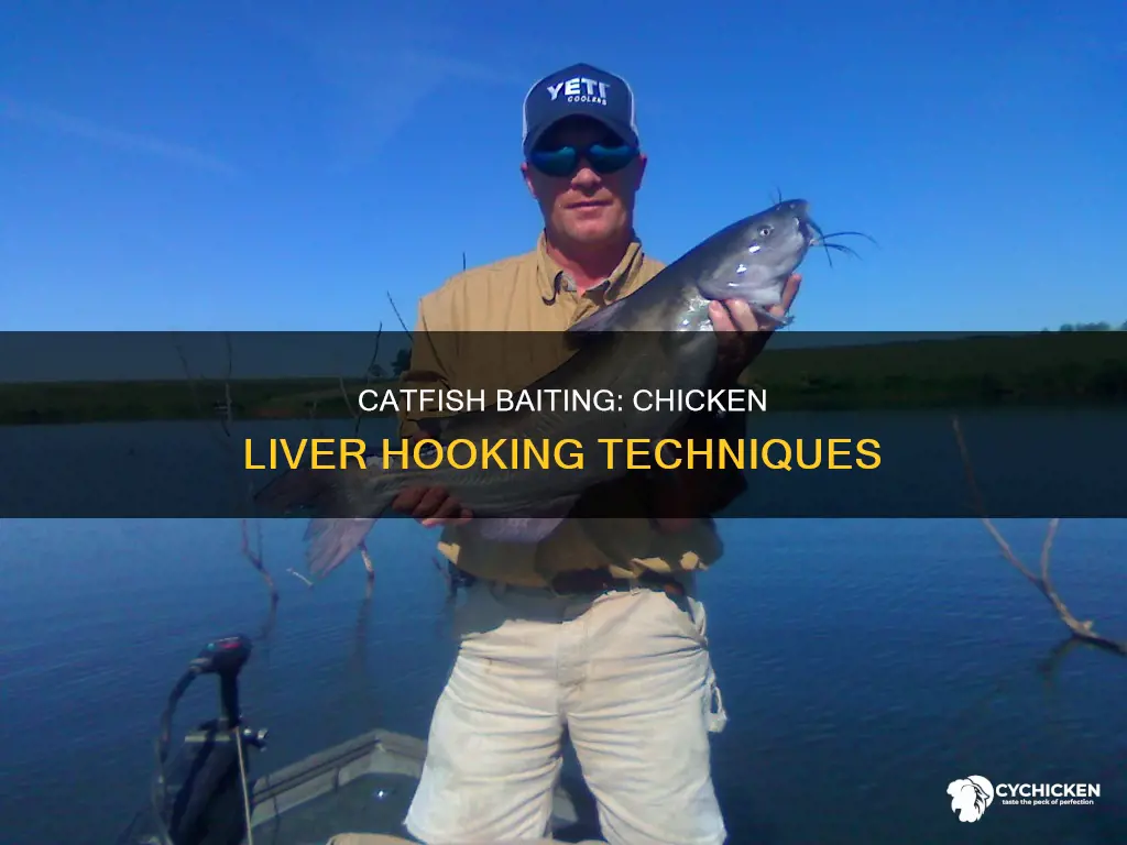 how to bait a catfish hook with chicken liver
