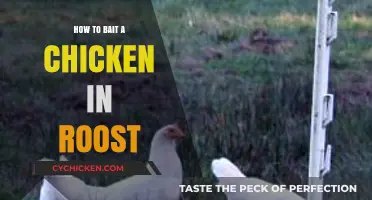 Mastering the Art of Baiting Chickens in Their Roost