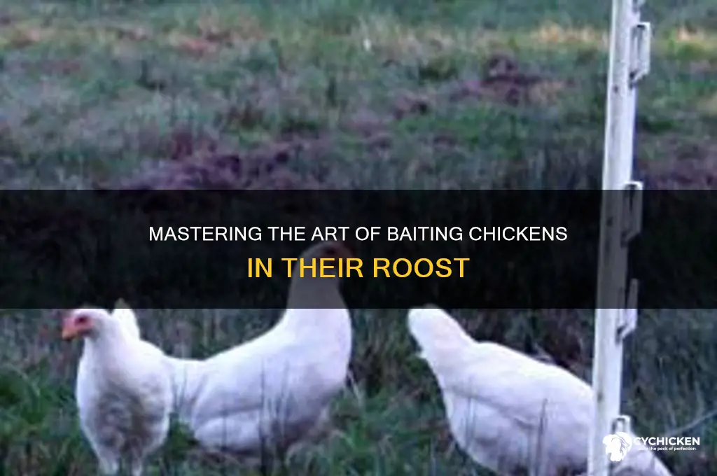 how to bait a chicken in roost