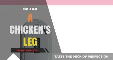 Effective Chicken Leg Banding: A Step-by-Step Guide for Poultry Care