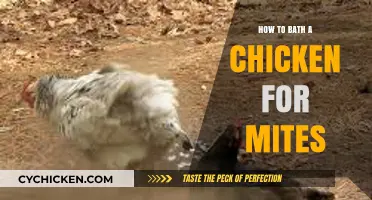 Effective Chicken Mite Bathing: A Step-by-Step Guide for Healthy Birds