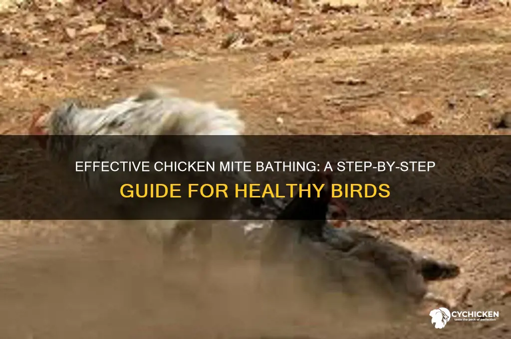how to bath a chicken for mites