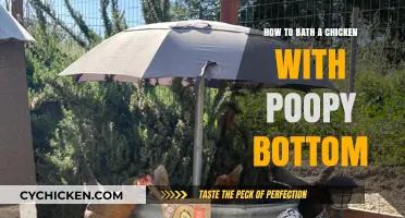 Cleaning a Chicken's Poopy Bottom: A Step-by-Step Guide