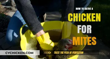 Effective Chicken Mite Bathing: A Step-by-Step Guide for Healthy Birds