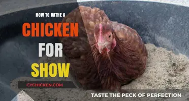 Mastering Show Chicken Bathing: A Step-by-Step Guide for Perfection