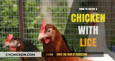 Effective Chicken Lice Treatment: Step-by-Step Guide to Bathing Your Birds