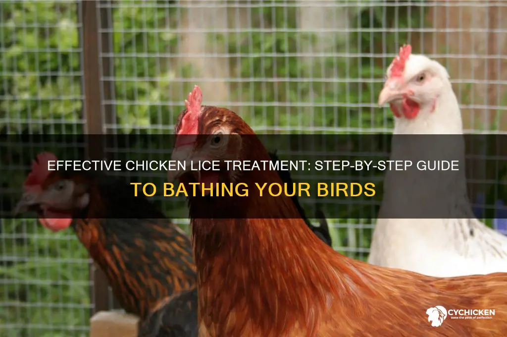 how to bathe a chicken with lice