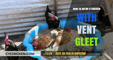Treating Vent Gleet: Bathing Your Chicken