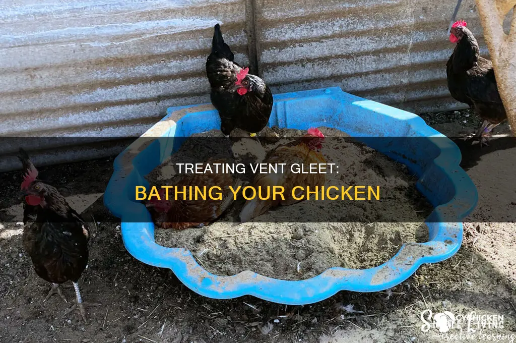 how to bathe a chicken with vent gleet