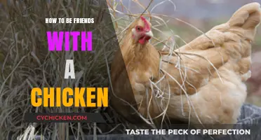 Building Bonds with Backyard Chickens: A Guide to Chicken Friendship
