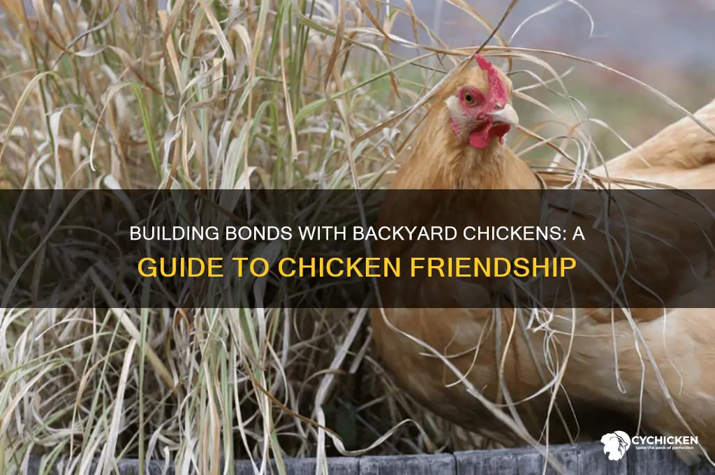 how to be friends with a chicken
